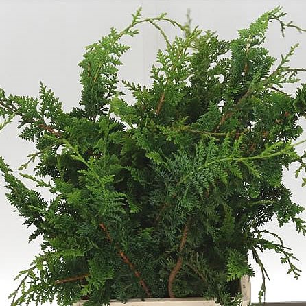 CONIFER WISSELII
