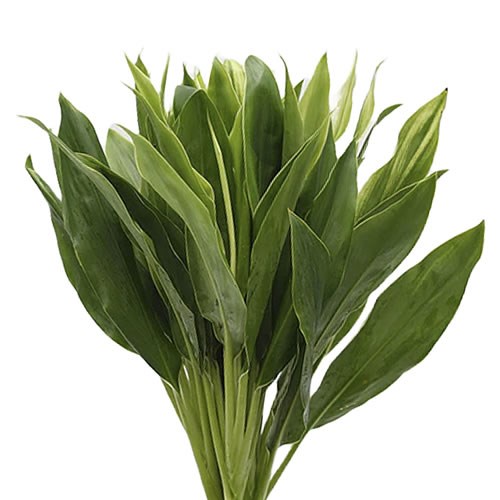 CORDYLINE SNOW WHITE TOP