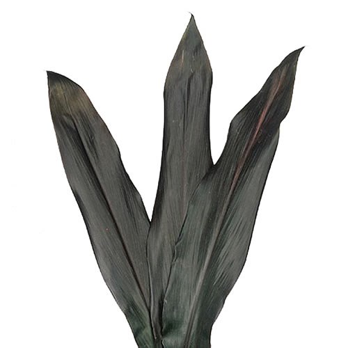 CORDYLINE BLACK TIE
