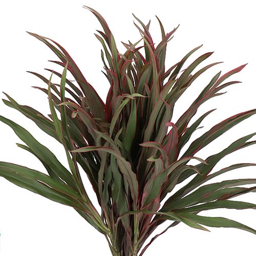 CORDYLINE CHICKEN TAIL