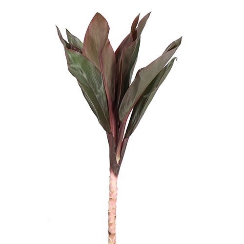 CORDYLINE COMPACTA PURPLE