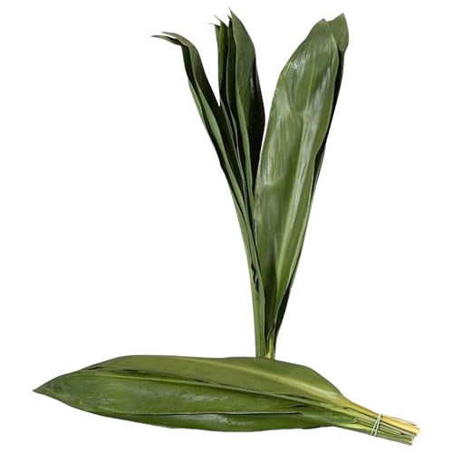 CORDYLINE GREEN TIE