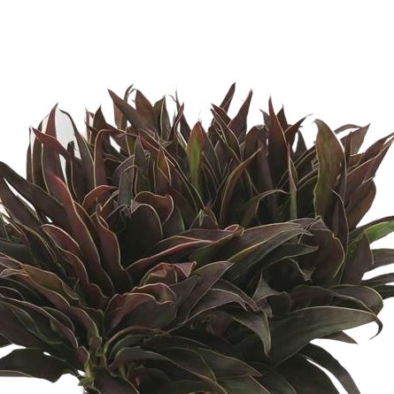 CORDYLINE SPRAY CAPPACINO