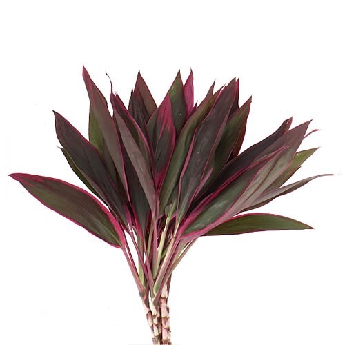 CORDYLINE SPRAY RED TOPS