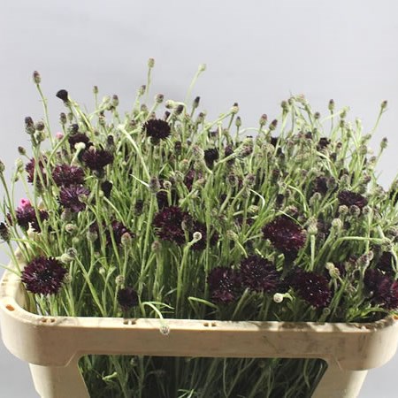 CORNFLOWERS BLACK BALL