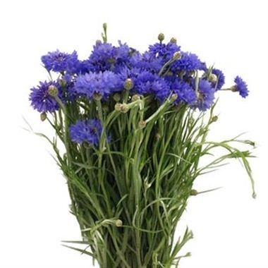 CORNFLOWERS CYANUS