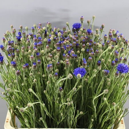 CORNFLOWERS CYANUS