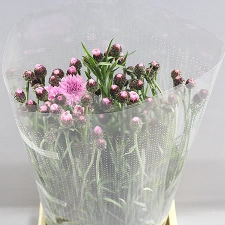 CORNFLOWERS PINK