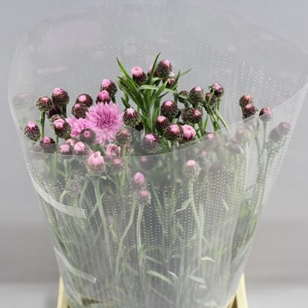 CORNFLOWERS PINK