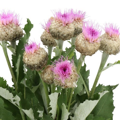 CORNFLOWERS PULCHRA MAJOR