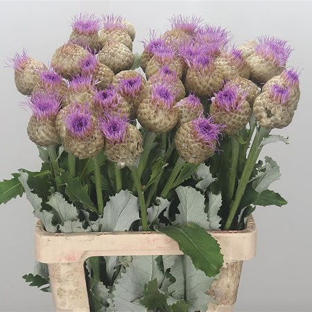 CORNFLOWERS PULCHRA MAJOR