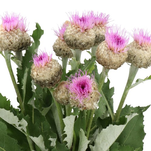 CORNFLOWERS PULCHRA MAJOR