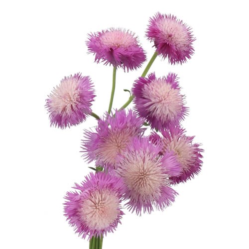 CORNFLOWERS PURPLE VANILLA
