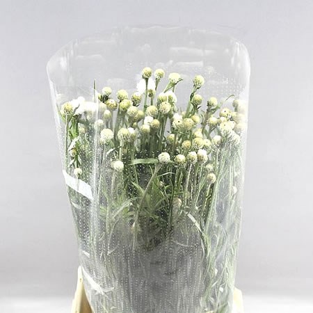 CORNFLOWERS WHITE