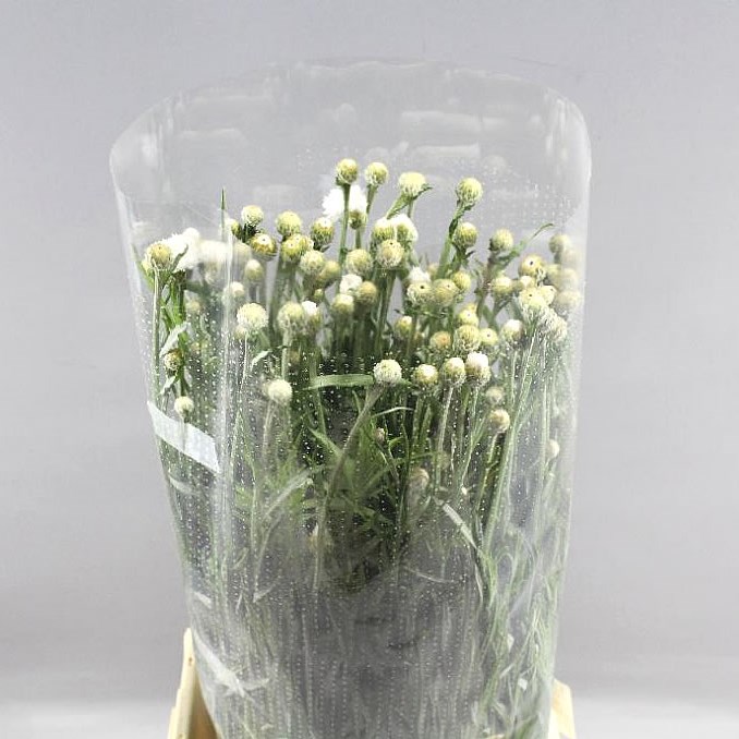 CORNFLOWERS WHITE