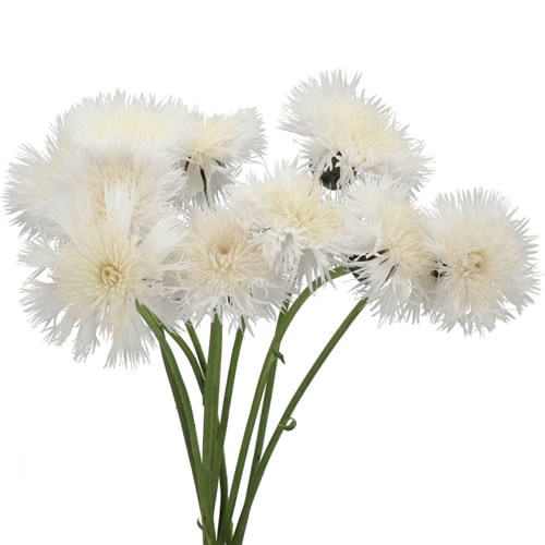 CORNFLOWERS WHITE CHOCOLATE