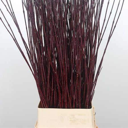 CORNUS ALBA SIBIRICA