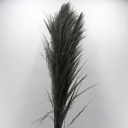 CORTADERIA DYED BLACK (PAMPAS GRASS)