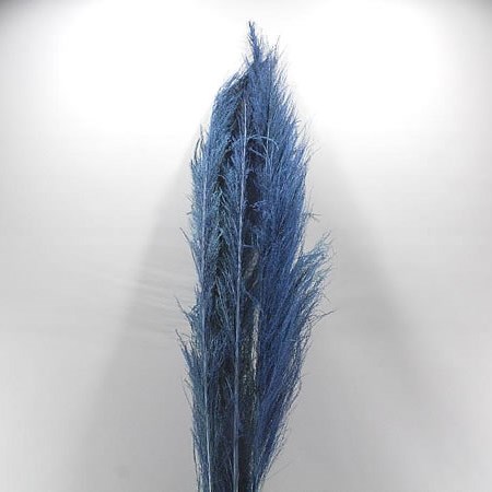 CORTADERIA DYED BLUE (PAMPAS GRASS)