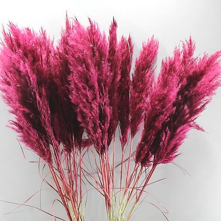 CORTADERIA DYED BURGUNDY (PAMPAS GRASS)