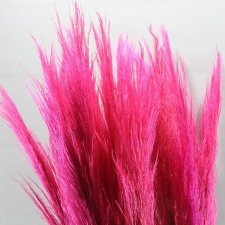 CORTADERIA DYED CERISE (PAMPAS GRASS)