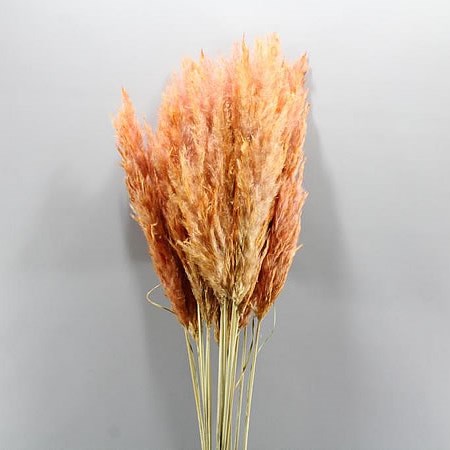 CORTADERIA DYED CORAL (PAMPAS GRASS DRIED)