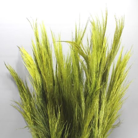 CORTADERIA DYED GREEN (PAMPAS GRASS)