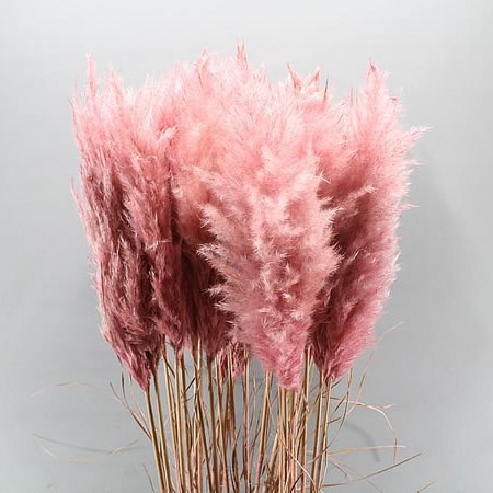 CORTADERIA DYED LIGHT PINK (PAMPAS GRASS)