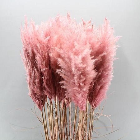 Dried Pampas grass light pink 