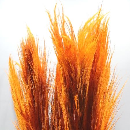 CORTADERIA DYED ORANGE (PAMPAS GRASS)