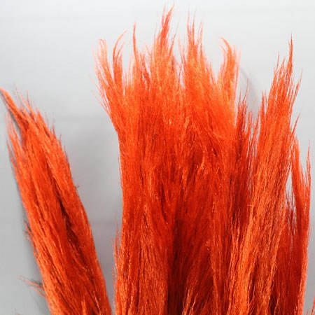 CORTADERIA DYED RED (PAMPASS GRASS)