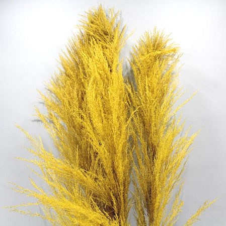 CORTADERIA DYED YELLOW (PAMPAS GRASS)