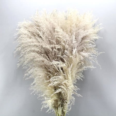 CORTADERIA EVITA (DRIED PAMPAS GRASS)