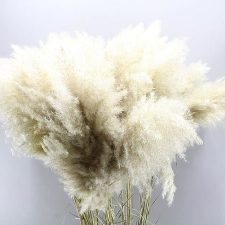 CORTADERIA EVITA (PAMPAS GRASS)