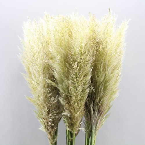 CORTADERIA EVITA (PAMPAS GRASS)