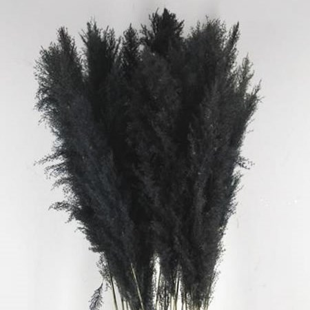 CORTADERIA PAMPAS DYED BLACK