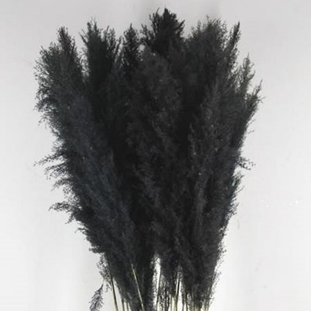 Black Pampas Grass