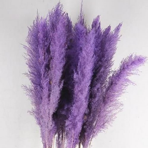 CORTADERIA PAMPAS DYED LILAC