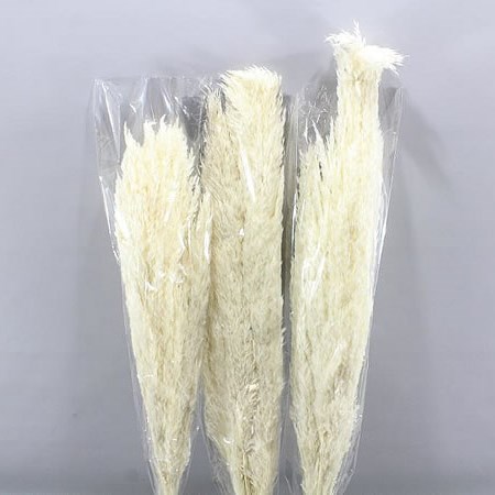 CORTADERIA PRESERVED & BLEACHED (PAMPAS GRASS)