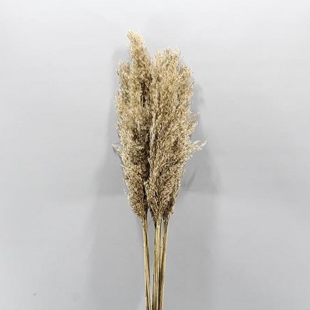 CORTADERIA TEDDY BROWN (PAMPAS GRASS)