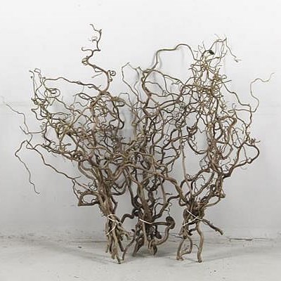 CORYLUS AVELLANA CONTORTA