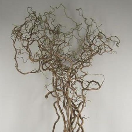 CORYLUS CONTORTA