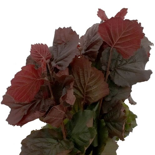 CORYLUS ROTER ZELLERNUSZ IN LEAF