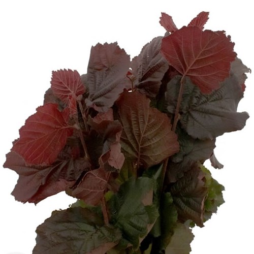 CORYLUS ROTER ZELLERNUSZ IN LEAF