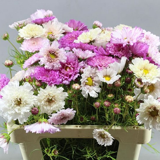 COSMOS BIPINNATUS MIX