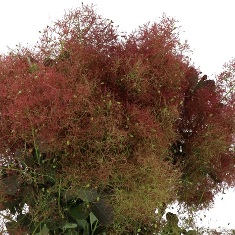 COTINUS MAGICAL RED FOUNTAIN
