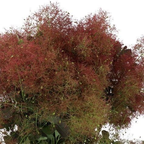 COTINUS MAGICAL RED FOUNTAIN