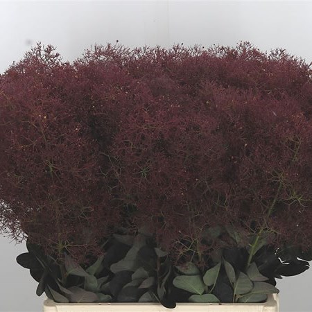 COTINUS MAGICAL RED TORCH