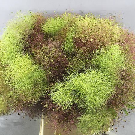 COTINUS WIG RED