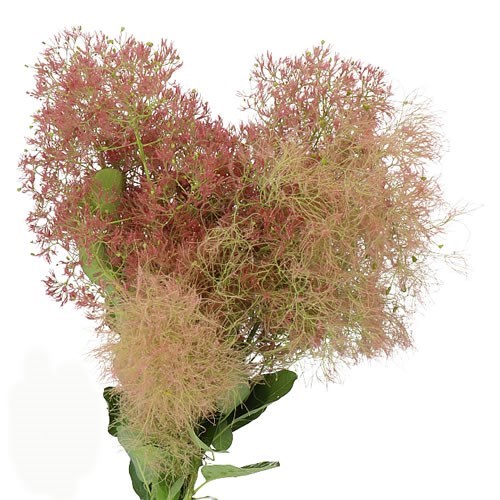COTINUS YOUNG LADY